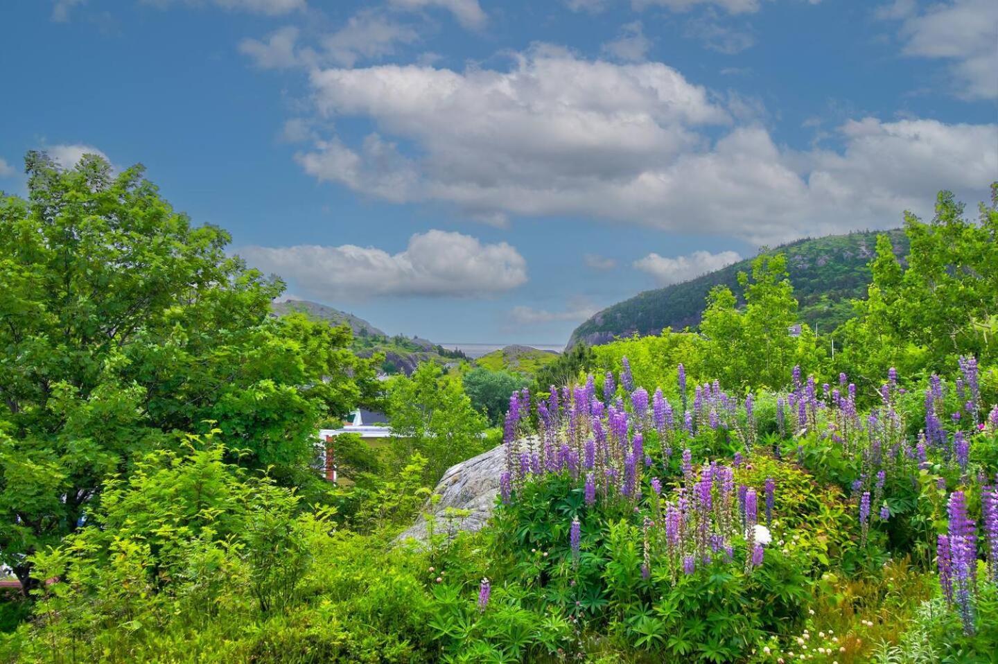 הוילה סנט ג'ונס The Vista At Quidi Vidi - Stunning Views & Trails מראה חיצוני תמונה